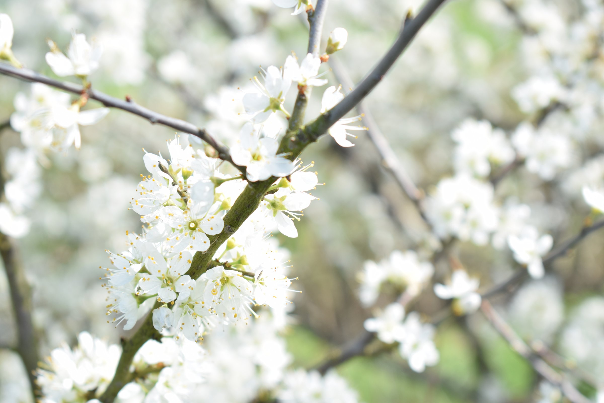 witte bloemetjes